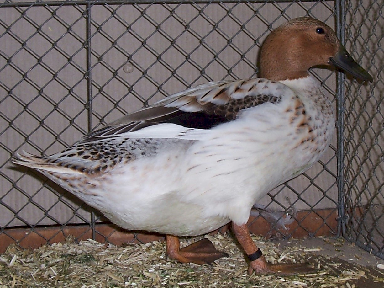 Ancona duck - Wikipedia